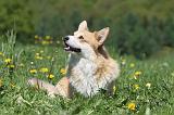 CORGI PEMBROKE 612